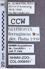 Etikette zu Glyphonyx ferrugineus (NHMW-ZOO-COL-0008491)